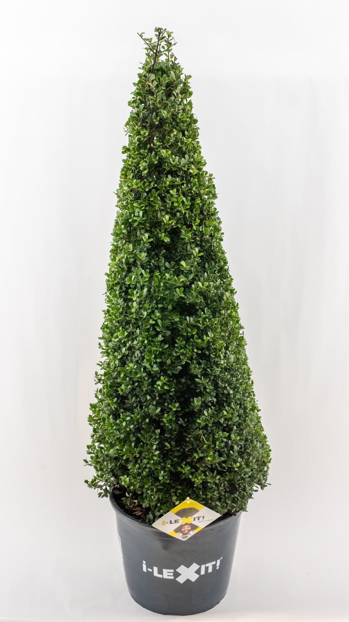 Ilex crenata 'Dark Green' - Japanse Hulst in kegelvorm