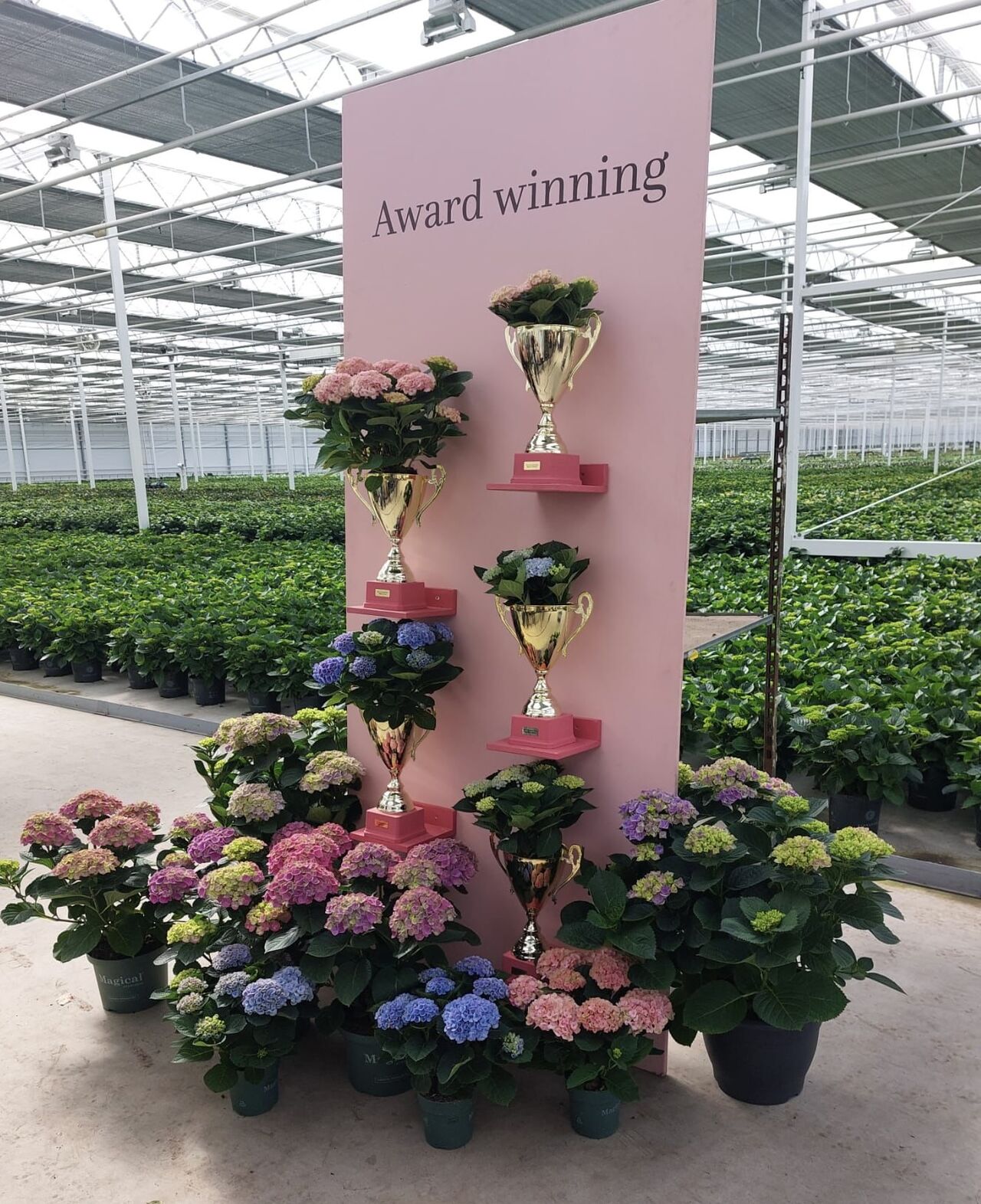 Hydrangea 'Magical Sapphire' - Magical Hydrangea®