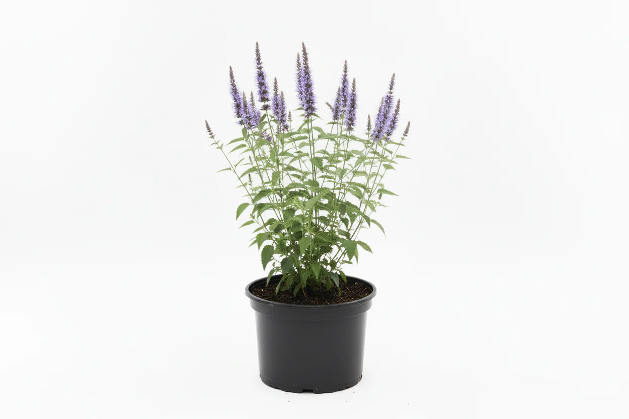 Agastache rugosa 'Little Adder' - Dropplant