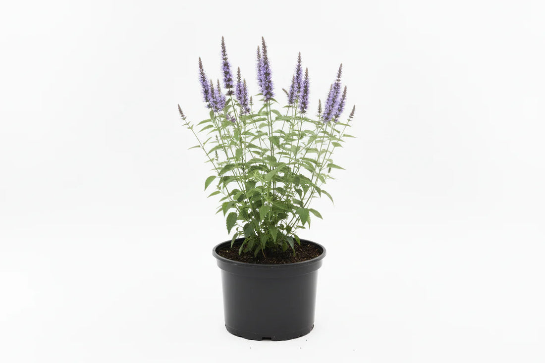 Agastache rugosa 'Little Adder' - Dropplant
