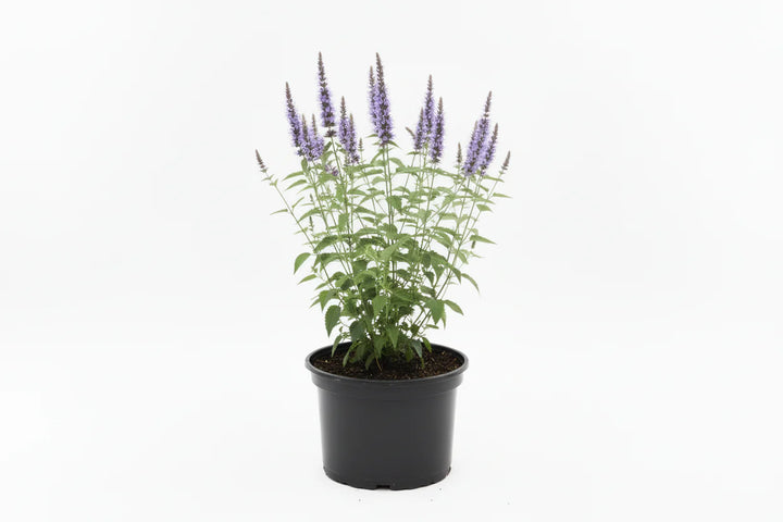 Agastache rugosa 'Little Adder' - Dropplant