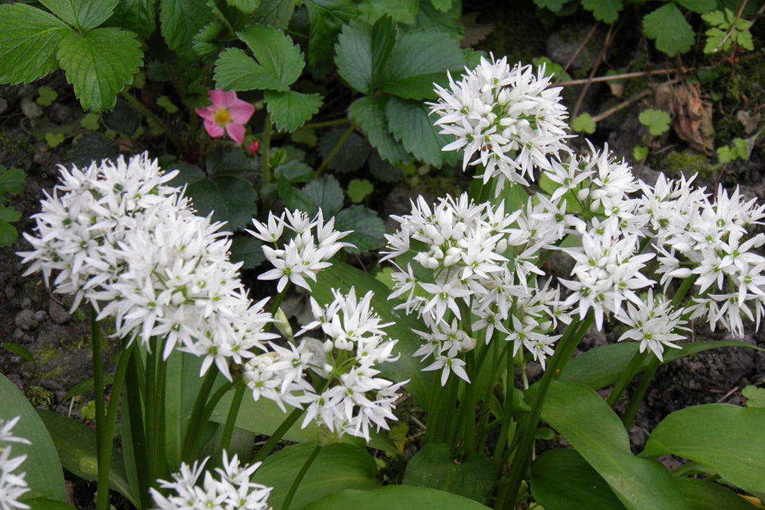 Allium ursinum - Daslook