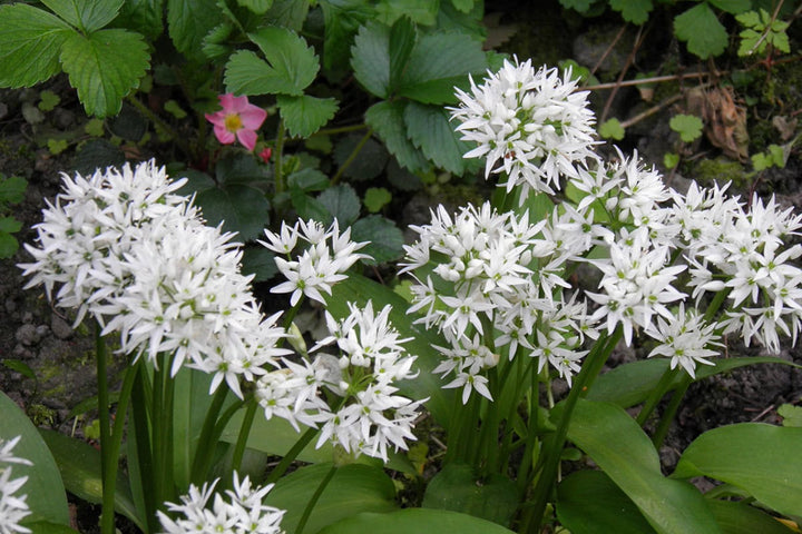 Allium ursinum - Daslook