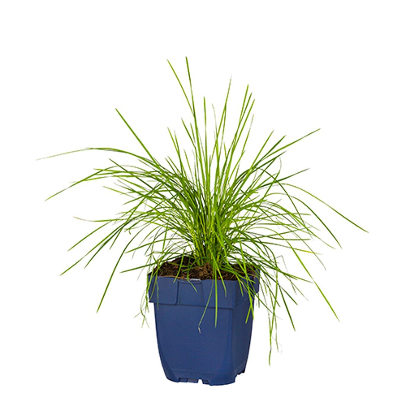 Deschampsia cespitosa - Ruwe smele