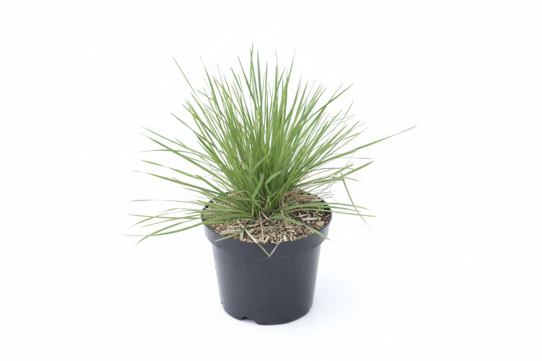 Deschampsia cespitosa 'Palava' - Ruwe smele