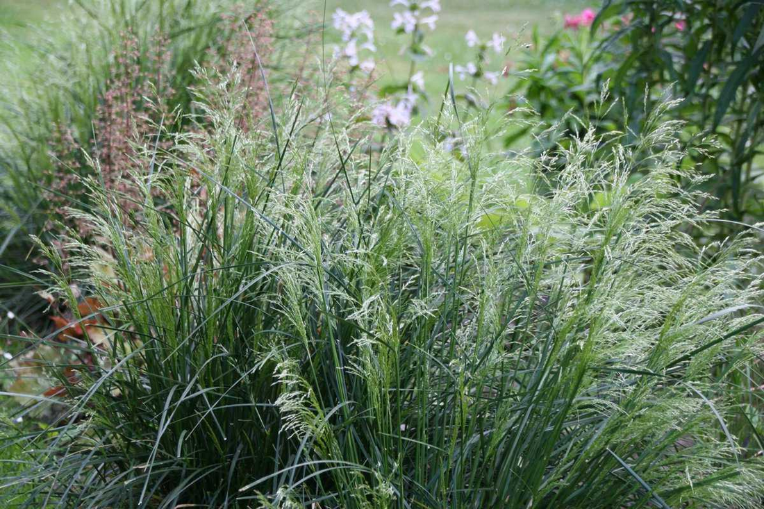 Deschampsia cespitosa 'Palava' - Ruwe smele
