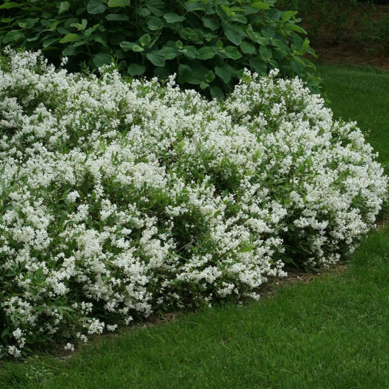 Deutzia gracilis 'Nikko' - Bruidsbloem