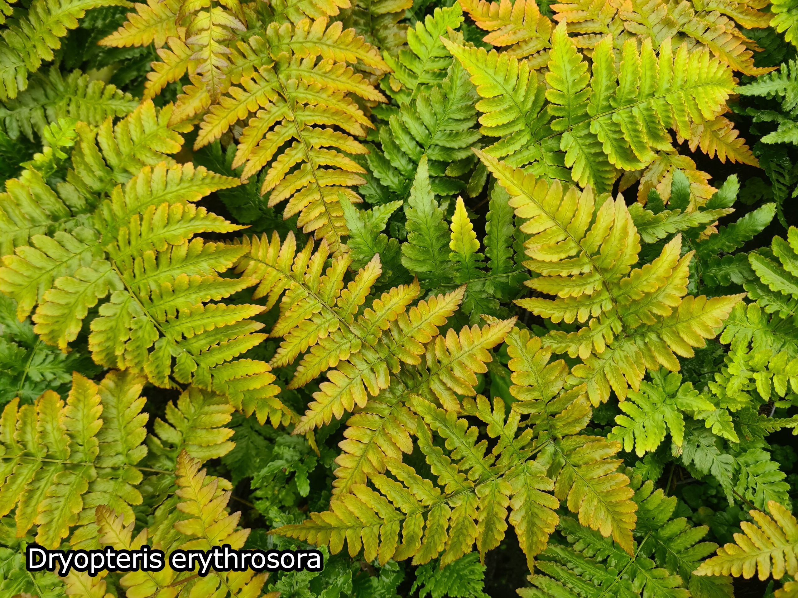 Borderpakket 'Japanse-stijl' - 5m² - 50 planten