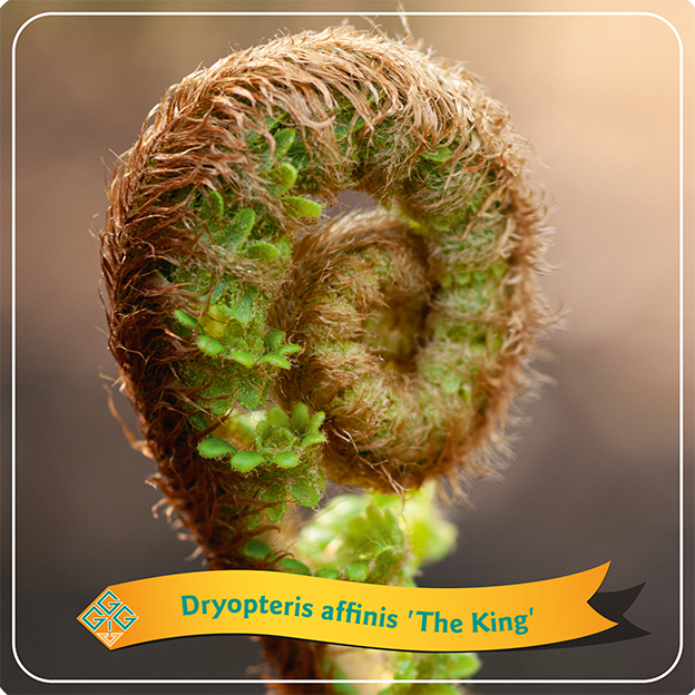 Dryopteris filix-mas 'The King'- Geschubde mannetjesvaren C2 Pot