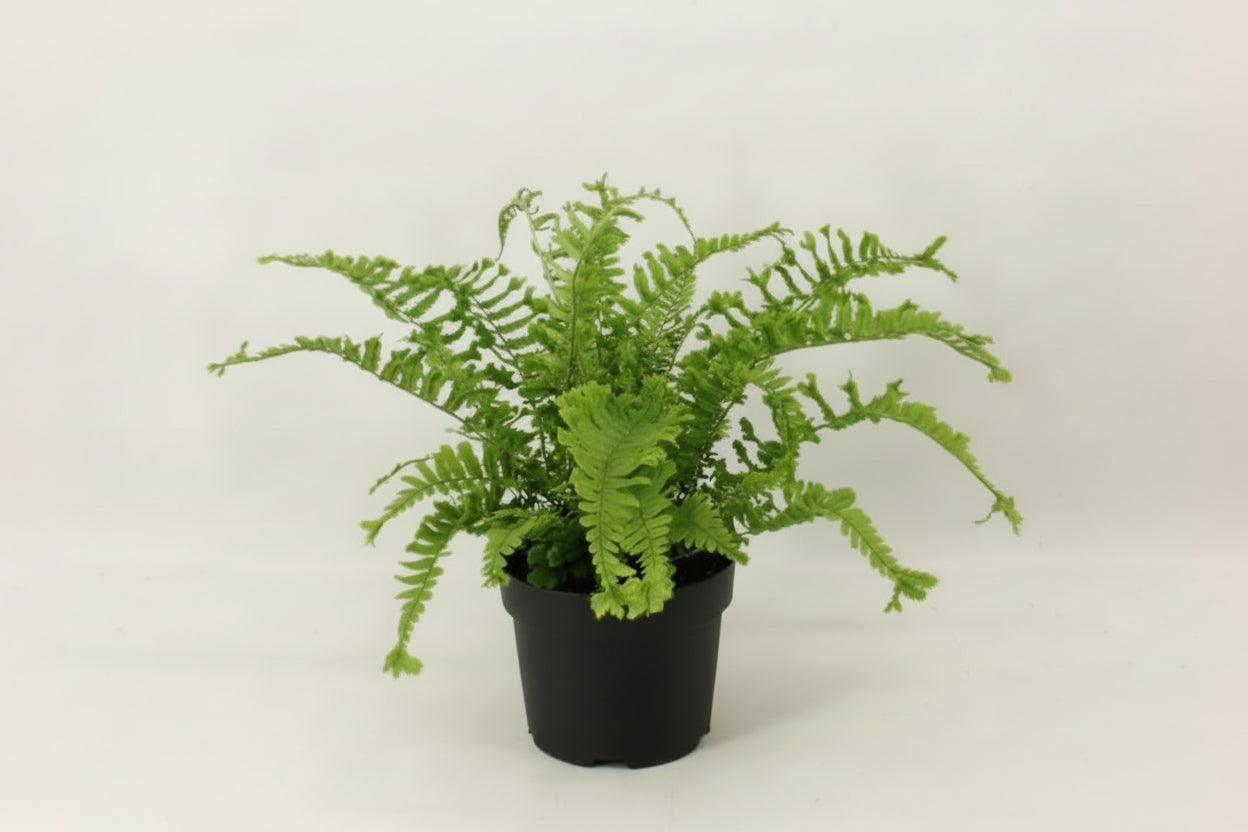 Dryopteris filix-mas 'The King'- Geschubde mannetjesvaren C2 Pot