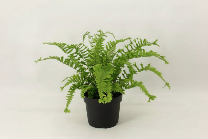 Dryopteris filix-mas 'The King'- Geschubde mannetjesvaren C2 Pot
