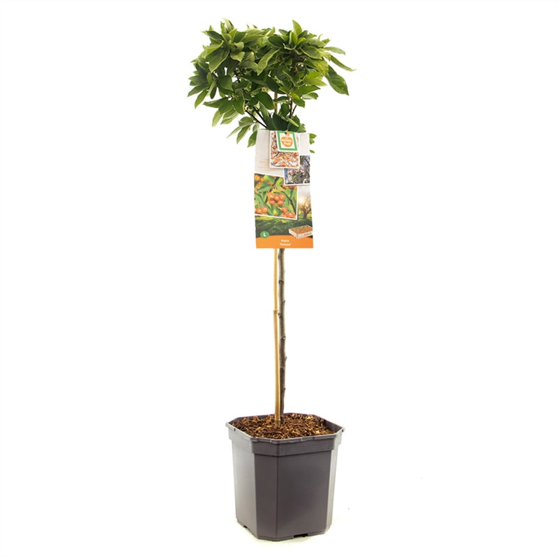 Malus 'Pomzai' - Dwerg sierappelboom - Laagstam