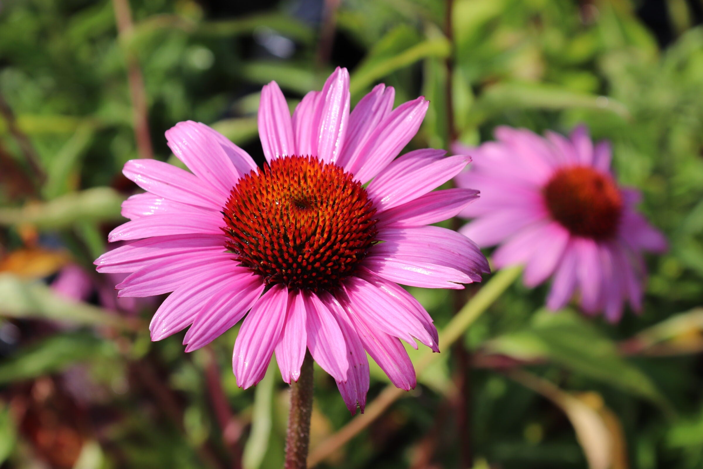 Echinacea purpurea 'Magnus' - Zonnehoed