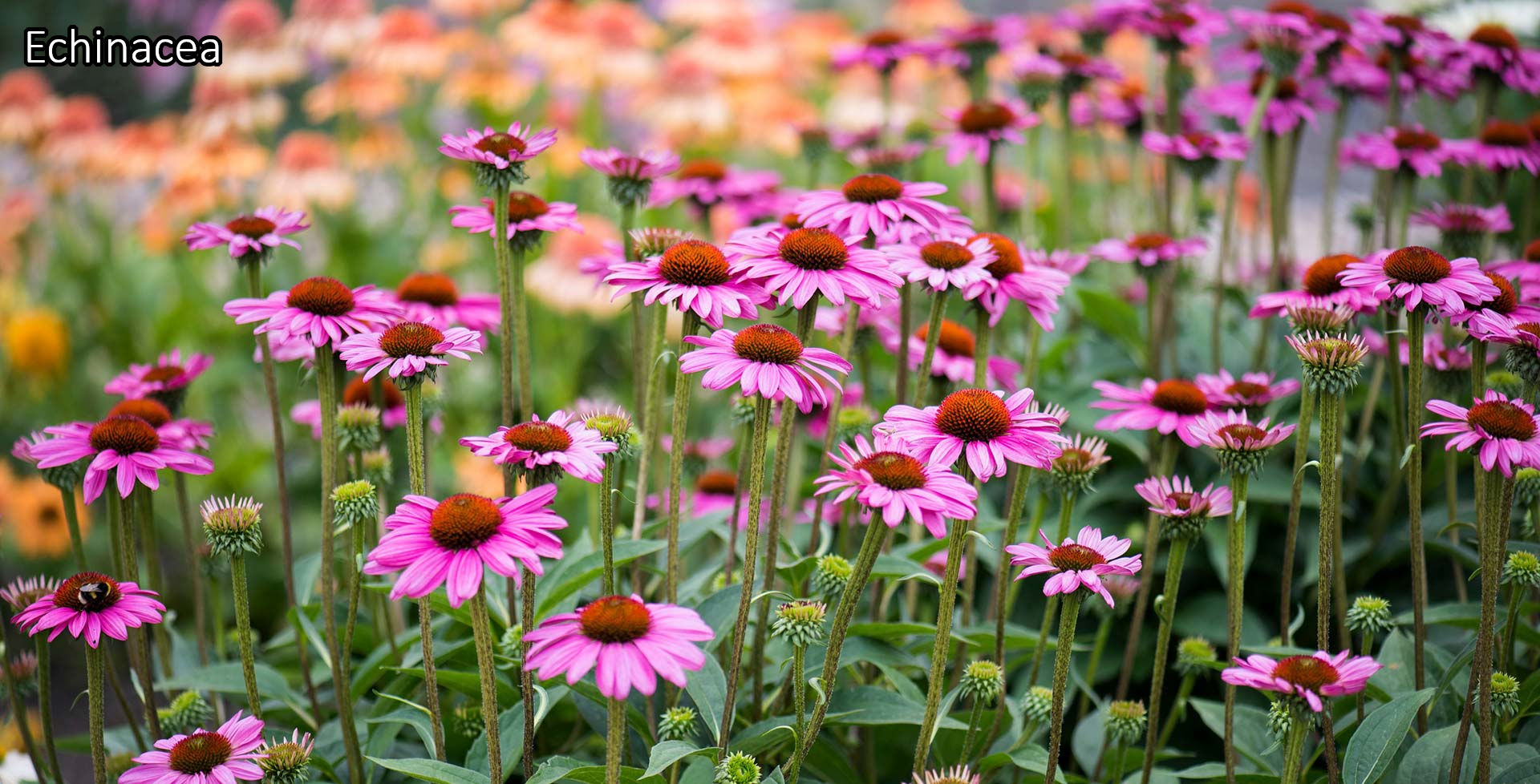 Borderpakket 'Zon & Droogte' - 5m² - 50 planten