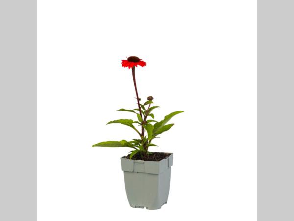 Echinacea ‘Apecssior’ - Zonnehoed