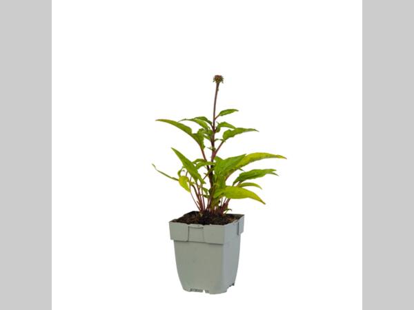 Echinacea 'Sensation Pink' - Zonnehoed