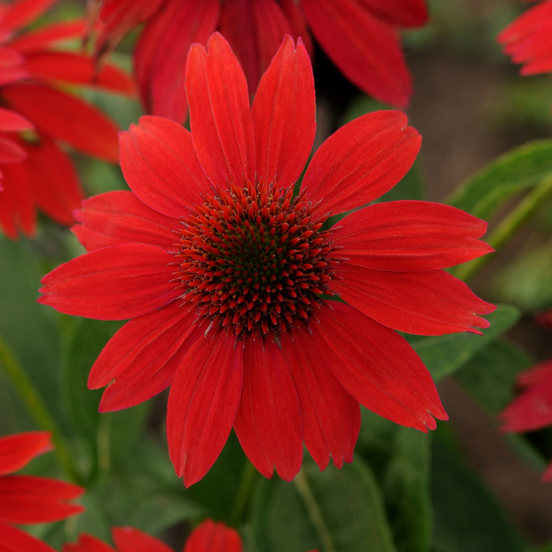 Echinacea ‘Sombrero Salsa Red’ – Zonnehoed