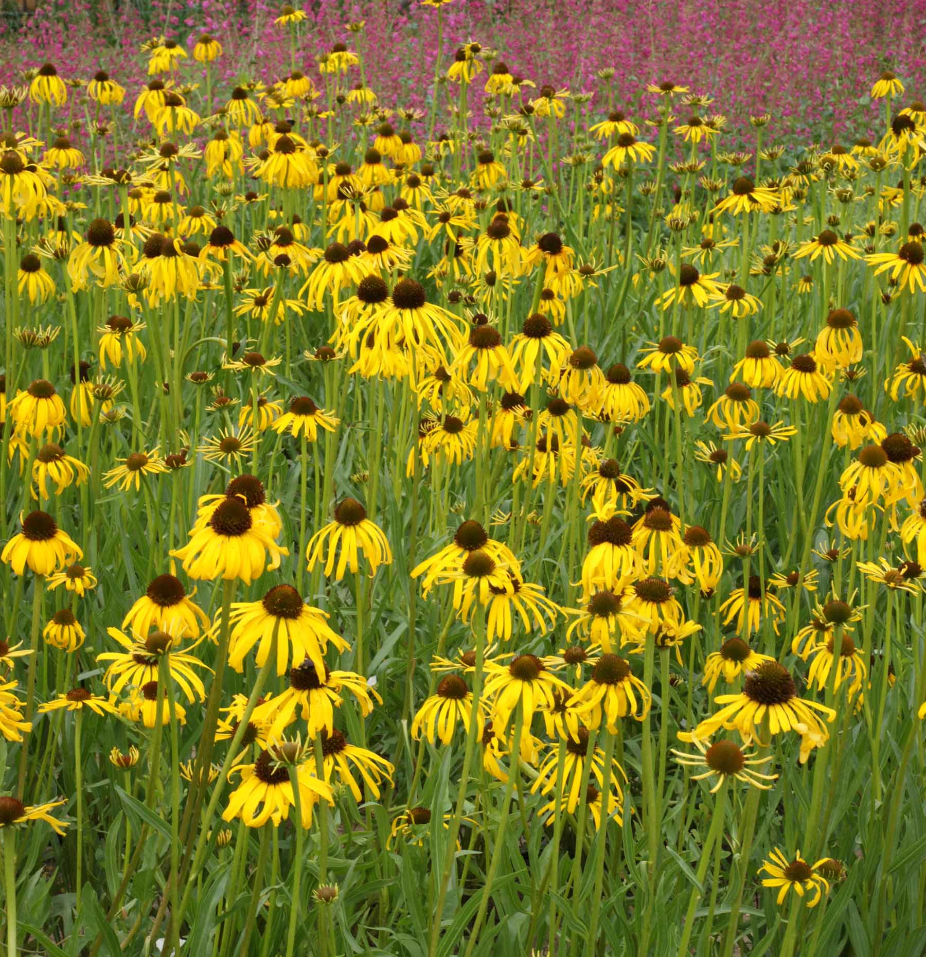 Echinacea paradoxa - Zonnehoed