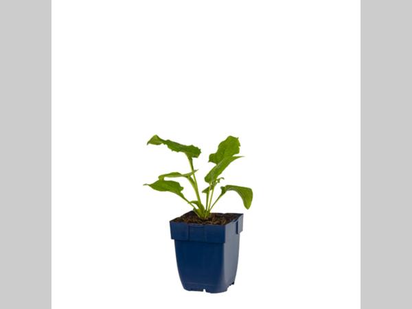 Echinacea purpurea 'Alba' - Zonnehoed