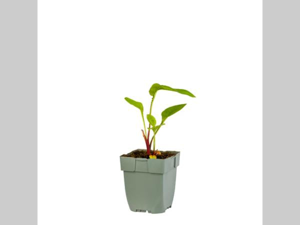 Echinacea purpurea 'Green Twister' - Zonnehoed