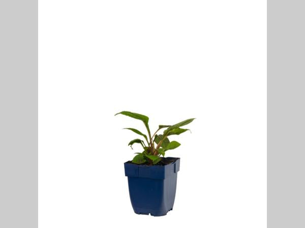 Echinacea purpurea 'Magnus' - Zonnehoed