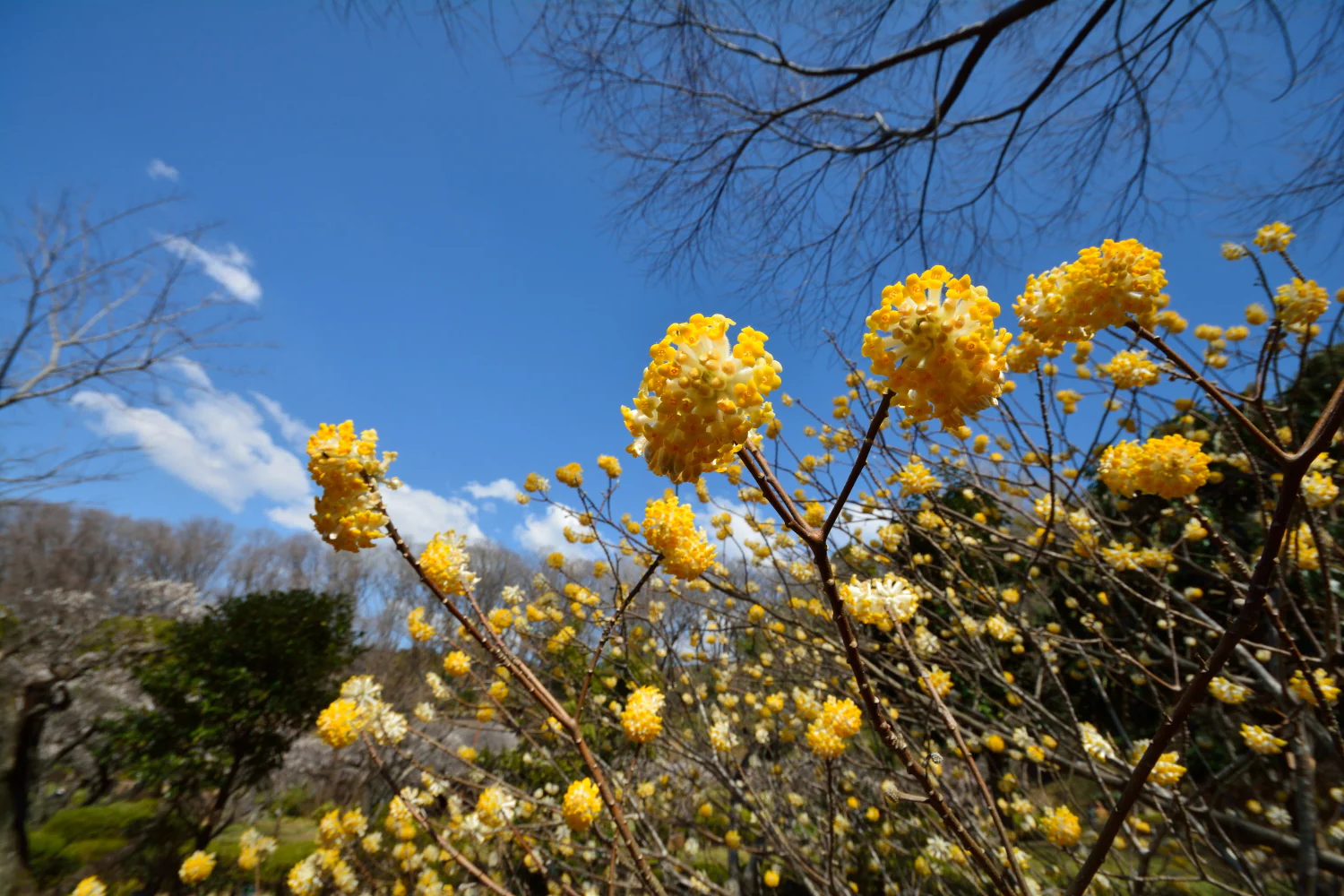 Edgeworthia chrysantha 'Grandiflora' - Papierstruik