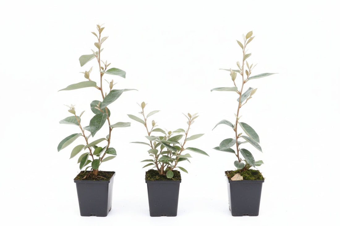 Elaeagnus ebbingei - Olijfwilg
