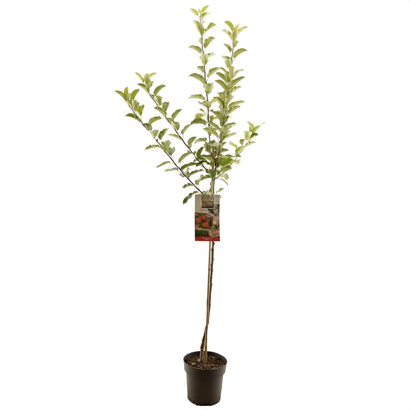 Malus domestica 'Elstar' - Rode herfstappel - Halfstam