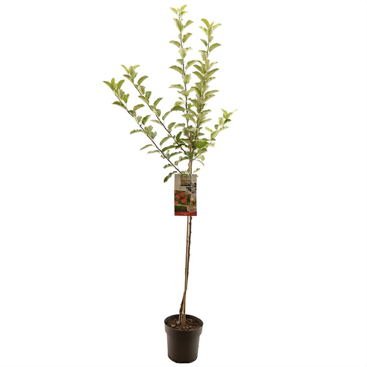 Malus domestica 'Elstar' - Rode herfstappel - Halfstam