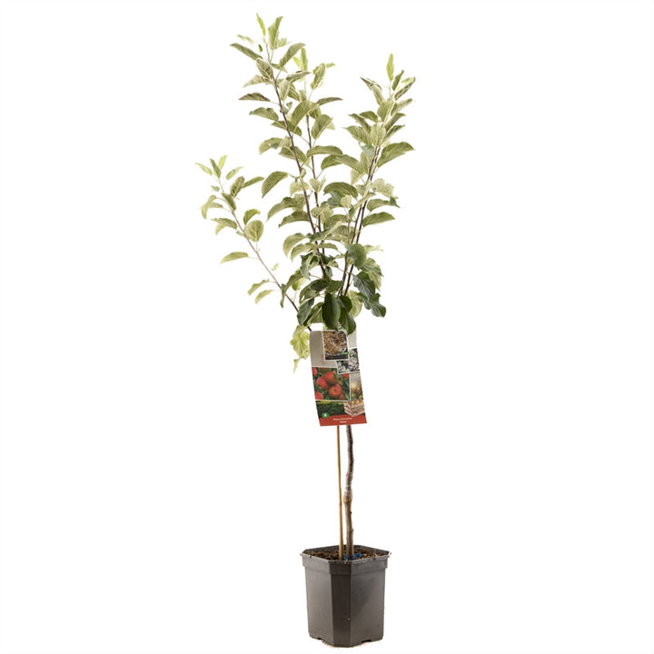 Malus domestica 'Elstar' - Rode herfstappel - Laagstam