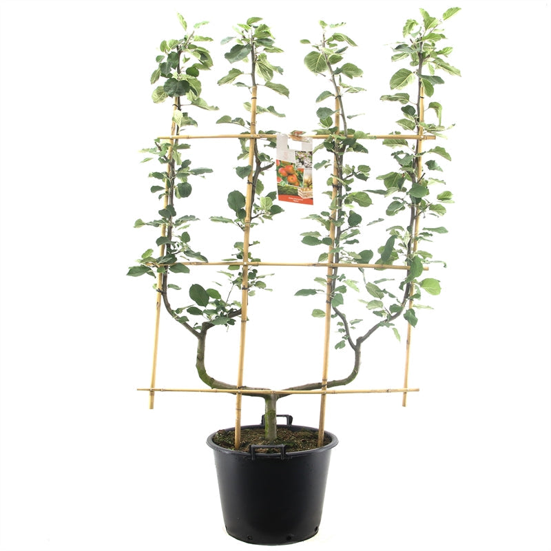 Malus domestica 'Elstar' - Rode herfstappel - Leivorm dubbele U