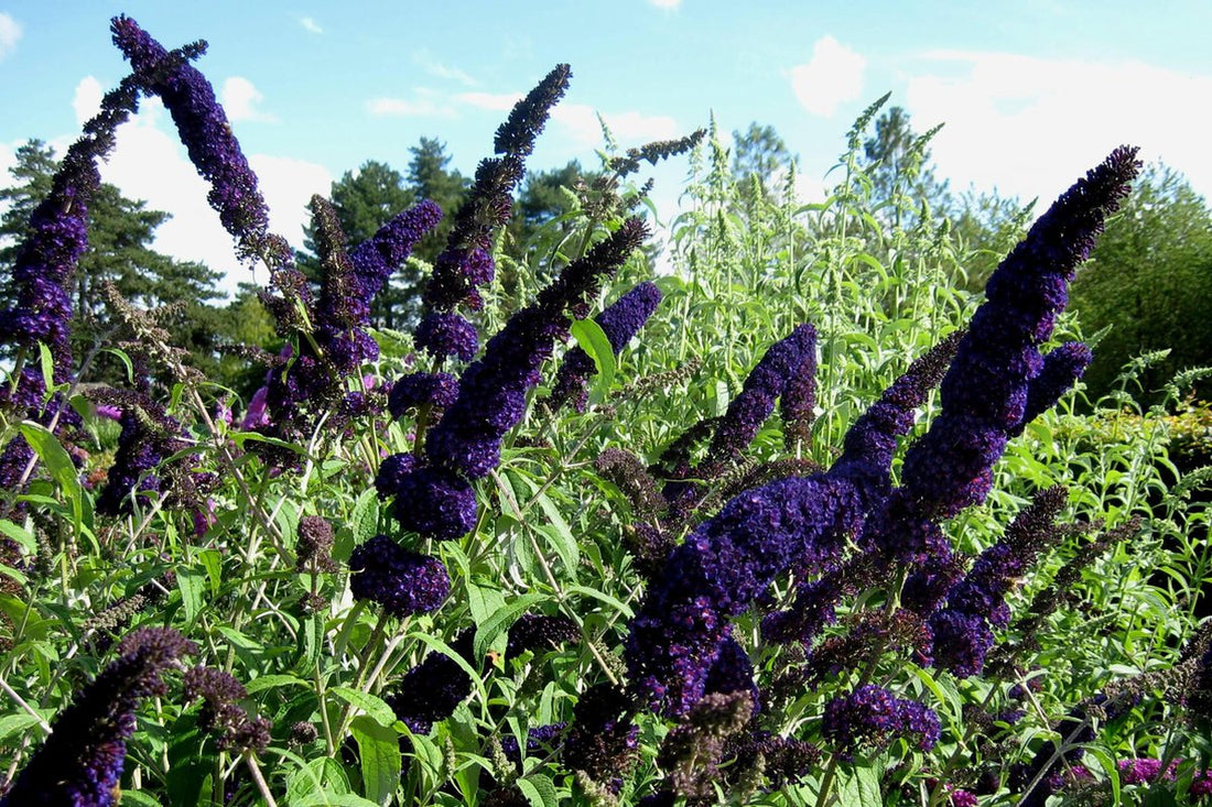 Buddleja davidii 'Empire Blue' - Vlinderstruik