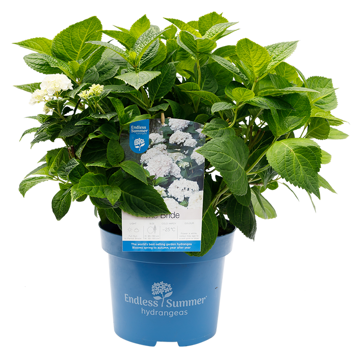 Hydrangea macrophylla 'The Bride' - Endless Summer® Collection