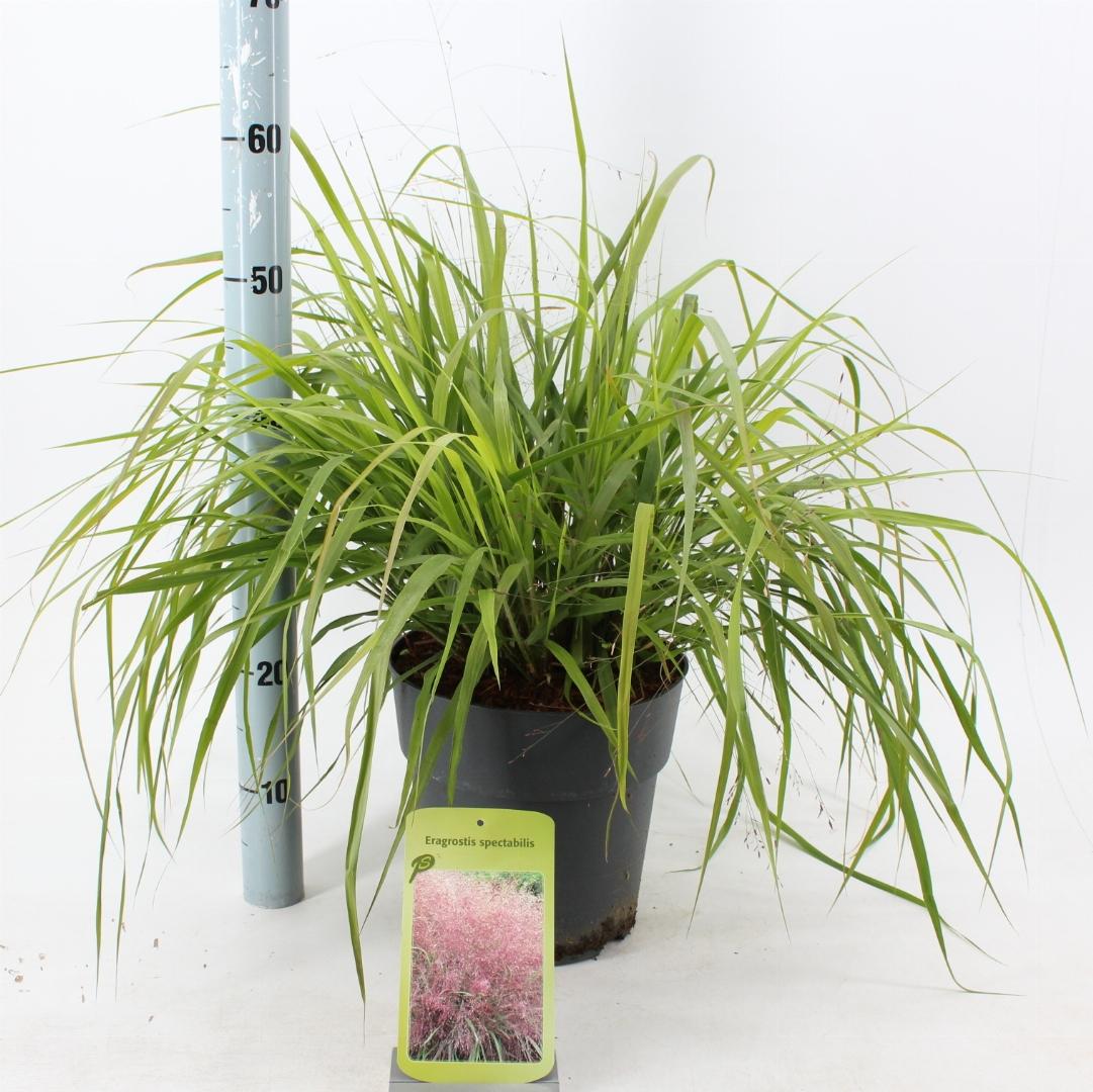 Eragrostis spectabilis - Prachtliefdegras