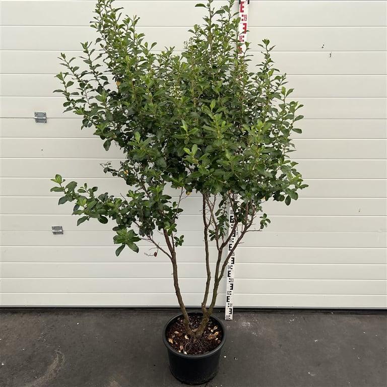 Escallonia 'Iveyi' - Andesstruik