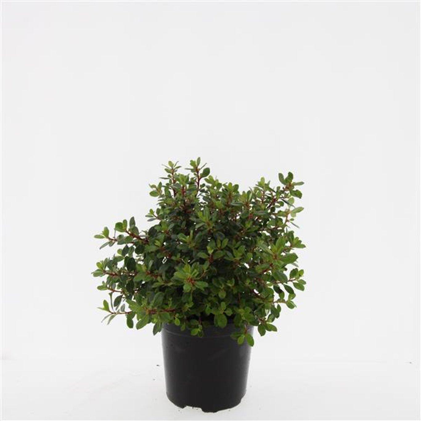 Escallonia 'Red Dream' - Andesstruik