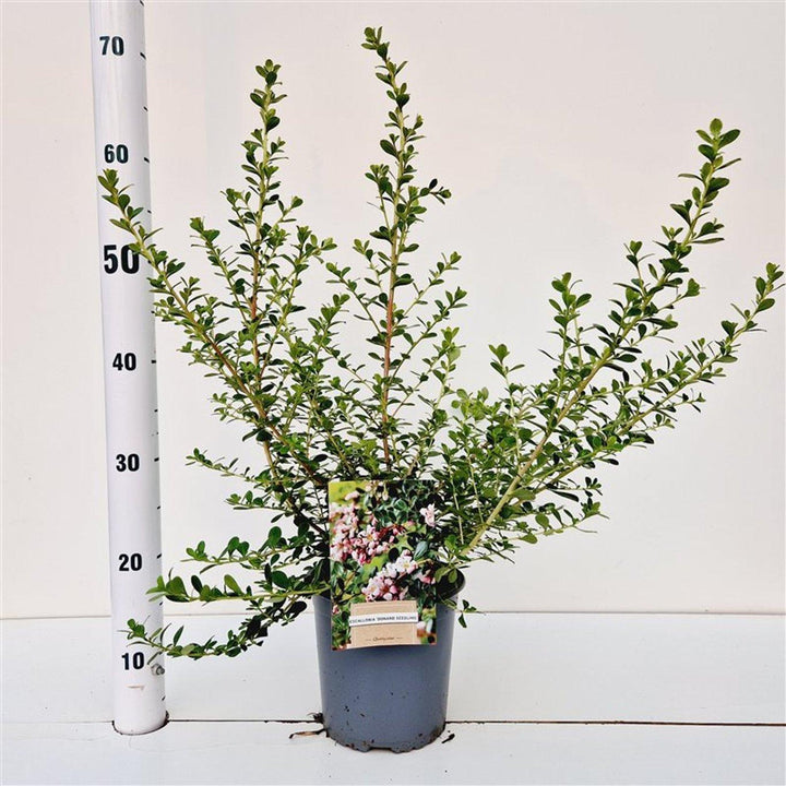 Escallonia 'Donard Seedling' - Andesstruik