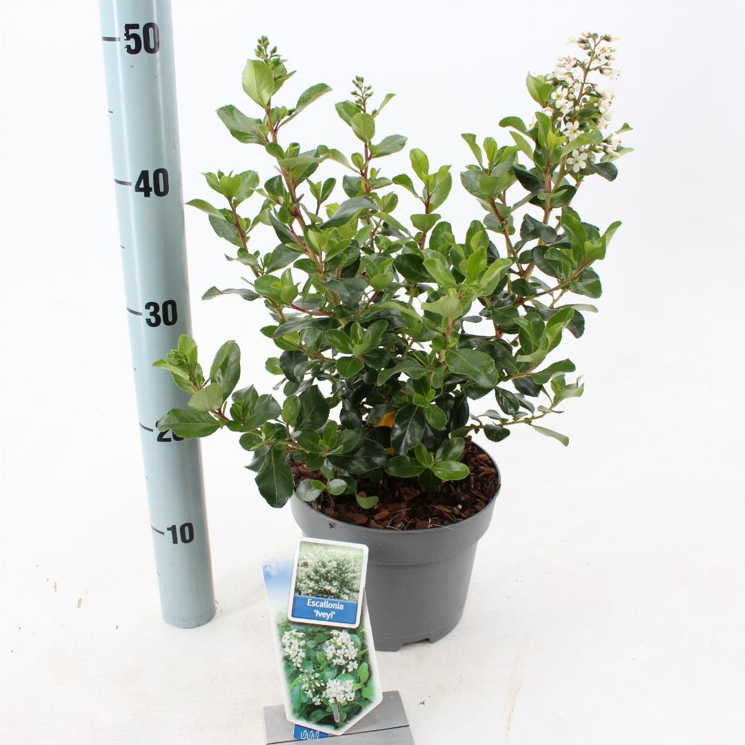 Escallonia 'Iveyi' - Andesstruik