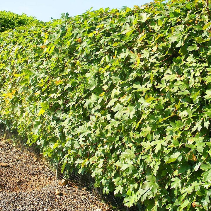 Acer campestre - Veldesdoornhaag blote wortel