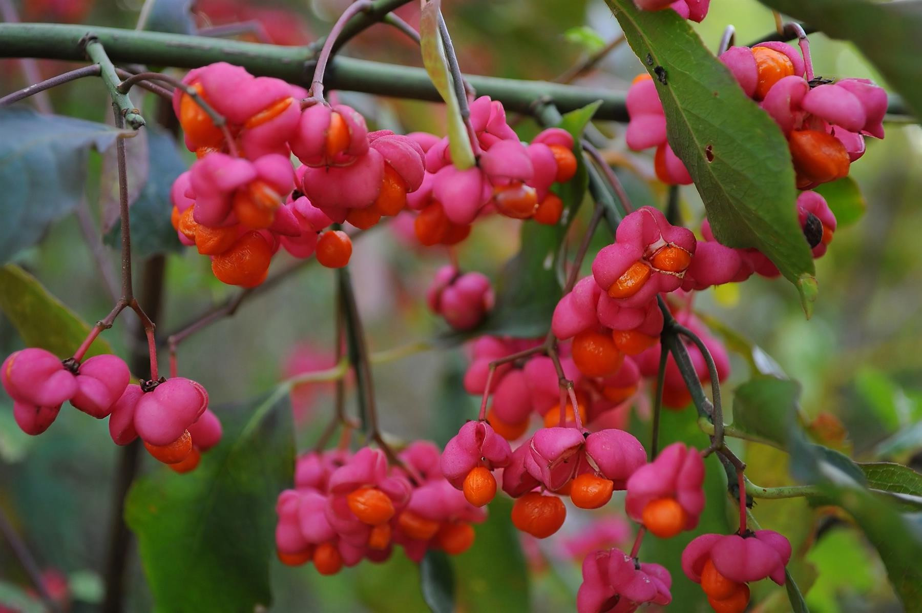 Euonymus europaeus - Kardinaalsmuts blote wortel
