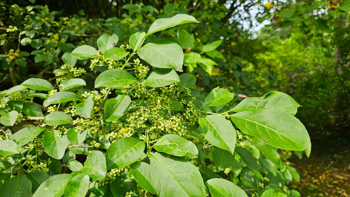 Euonymus europaeus - Kardinaalsmuts blote wortel