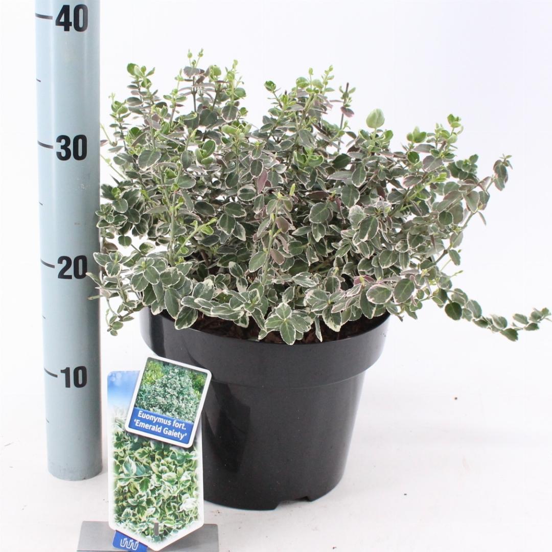 Euonymus fortunei 'Emerald Gaiety' - Kardinaalsmuts