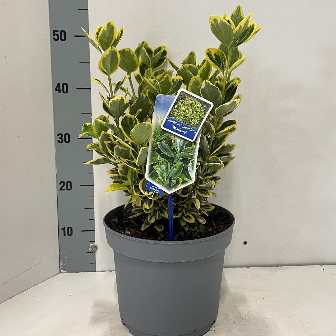 Euonymus japonicus 'Marieke' - Kardinaalsmuts