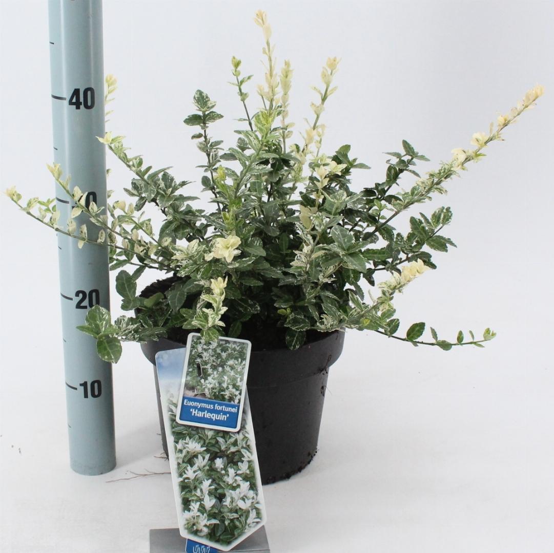 Euonymus fortunei 'Harlequin' - Kardinaalsmuts