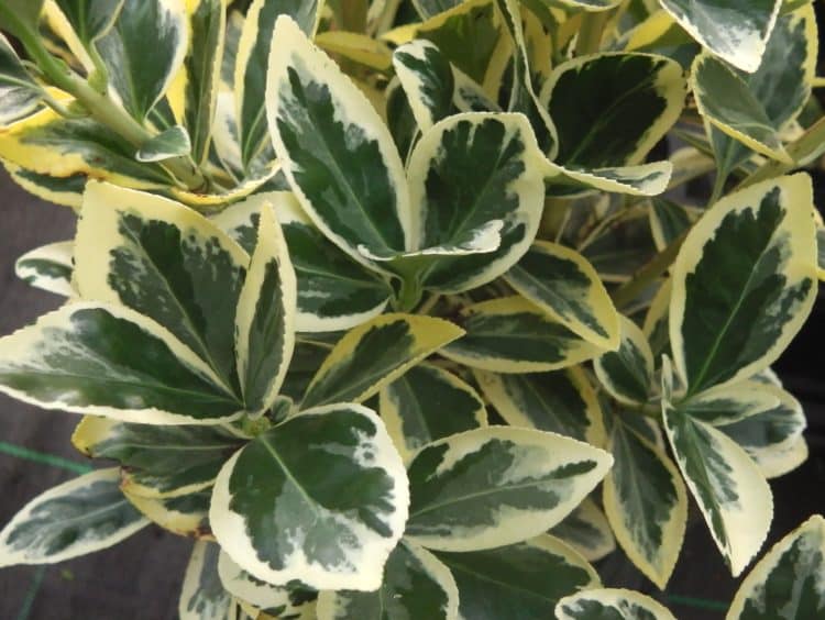 Euonymus japonicus 'Bravo' - Kardinaalsmuts