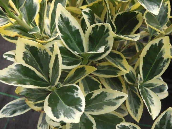 Euonymus japonicus 'Bravo' - Kardinaalsmuts
