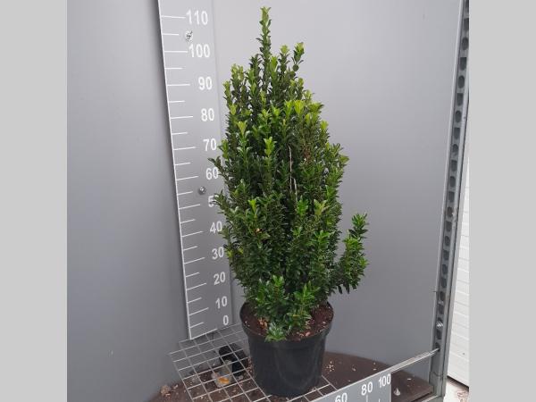 Euonymus japonicus 'Green Spire' -  Buxusvervanger