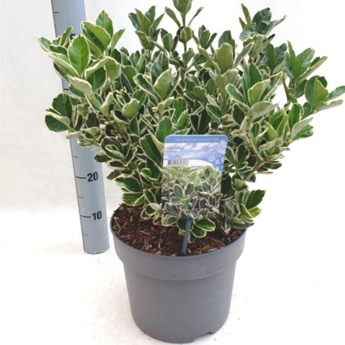 Euonymus japonicus 'Kathy' - Kardinaalsmuts