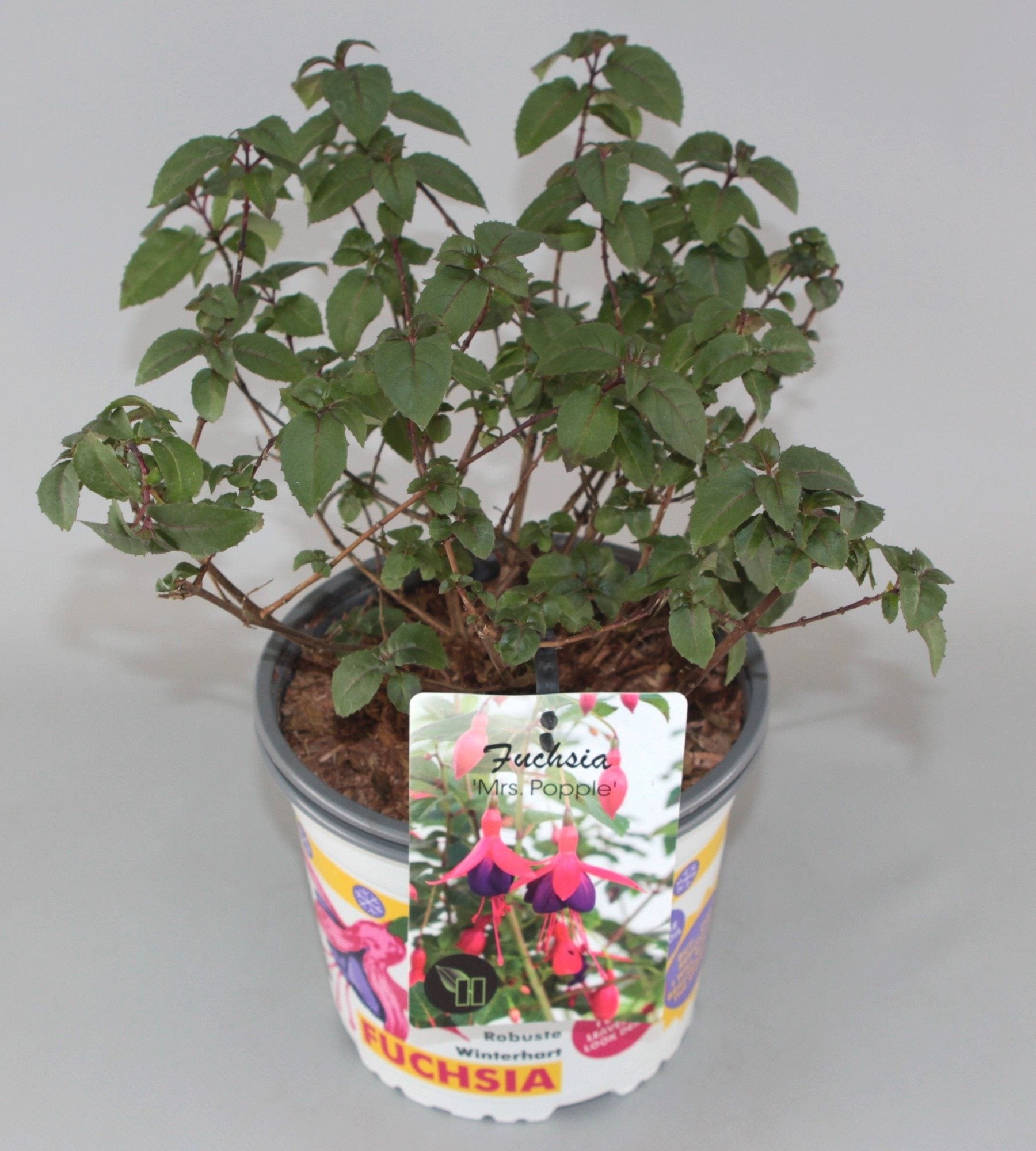 Fuchsia 'Mrs Popple' - Bellenplant