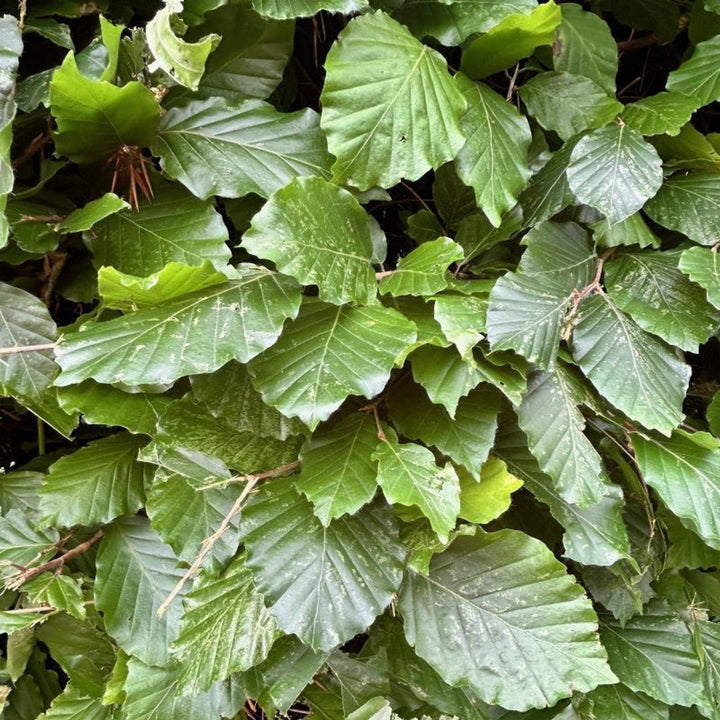 Fagus sylvatica - Groene beukenhaag in pot  - Pakket voor 10 meter